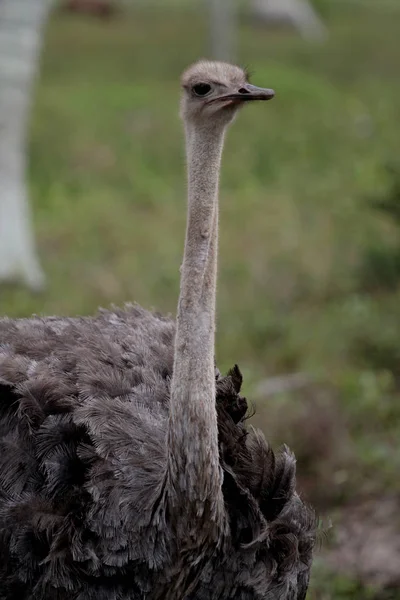 Ostrich breeding in bahia — Stock Photo, Image