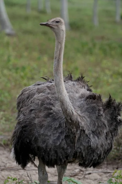 Criação de avestruzes na bahia — Fotografia de Stock