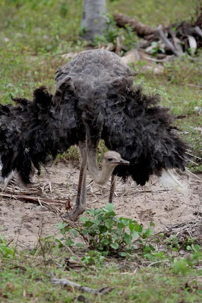 Вирощування страусів на бахіях. — стокове фото