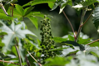 Biyodizel üretimi için hintyağı tarlası