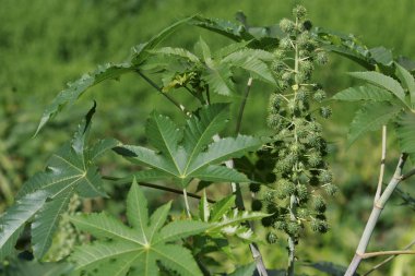 Biyodizel üretimi için hintyağı tarlası