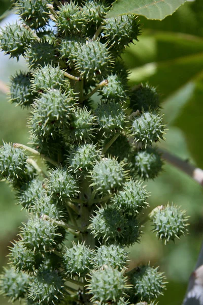 Plantación de frijol ricino para la producción de biodiésel — Foto de Stock