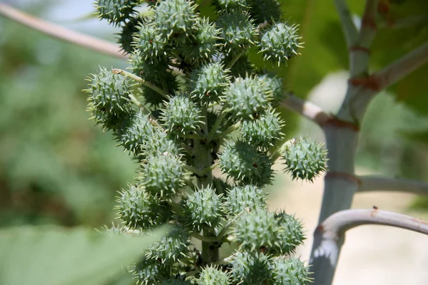 Plantación de frijol ricino para la producción de biodiésel — Foto de Stock