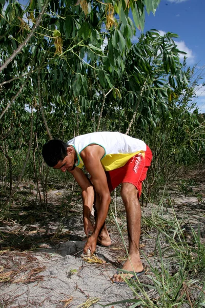 Cassave oogsten voor meelproductie — Stockfoto