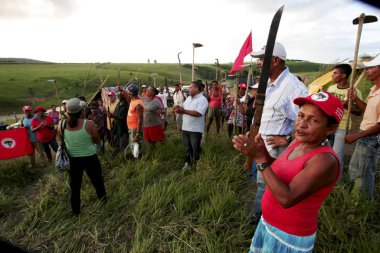 Bahia 'daki okaliptüs tarlasını istila ediyorlar.