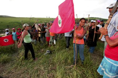Bahia 'daki okaliptüs tarlasını istila ediyorlar.