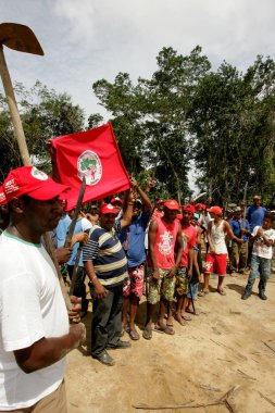 Bahia 'daki okaliptüs tarlasını istila ediyorlar.