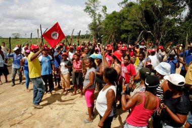 Bahia 'daki okaliptüs tarlasını istila ediyorlar.