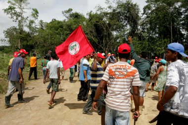 Bahia 'daki okaliptüs tarlasını istila ediyorlar.