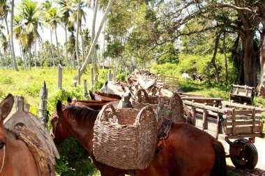 Atlar ve yük hayvanları