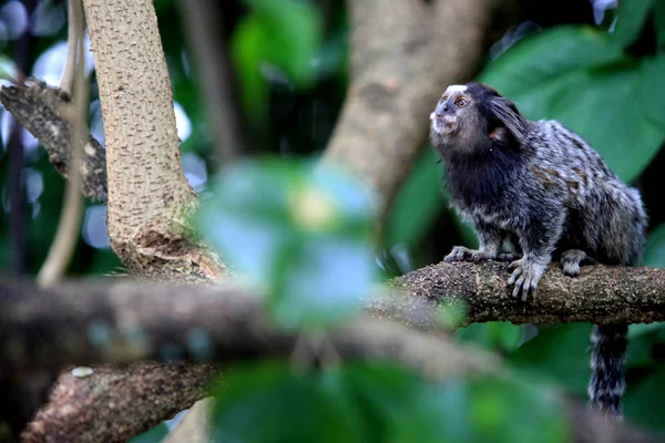 Marmoset en árbol de la ciudad de El Salvador — Foto de Stock