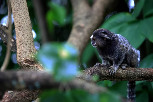 Marmoset in salvador city tree — Stock Photo, Image