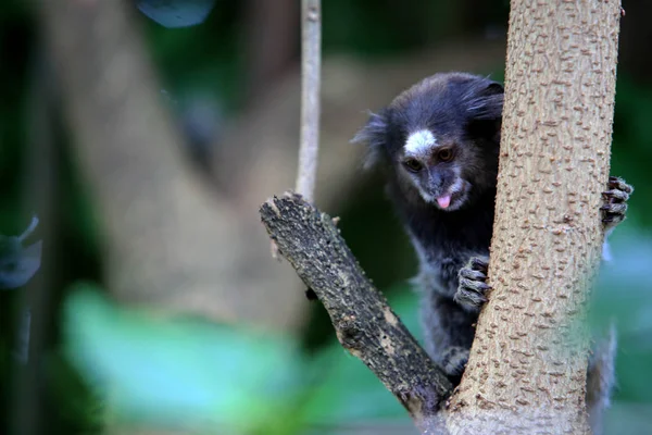 Marmoset em Salvador árvore da cidade — Fotografia de Stock