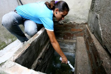 Aedes aegypti sivrisineğiyle savaşıyor.