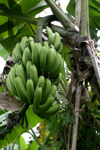 Plantation de bananes à Bahia — Photo