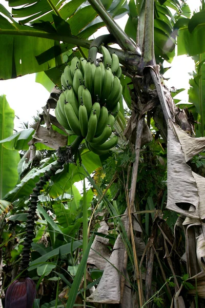 Plantation de bananes à Bahia — Photo