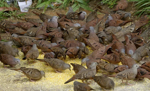Ptáci žerou kukuřičné otruby — Stock fotografie