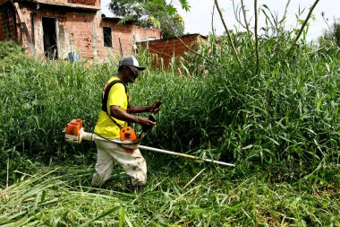 Itabuna şehrinde yeniden ortaya çıkan çalılar.