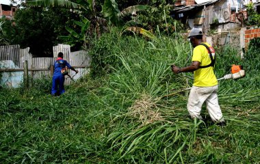 Itabuna şehrinde yeniden ortaya çıkan çalılar.