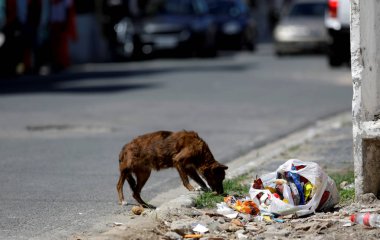 Sokakta çöpleri yiyen köpek.