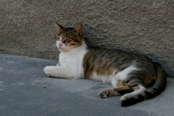 Katt lös på gatan — Stockfoto