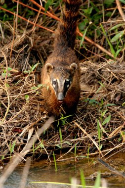 Parkta görülen koati hayvanı