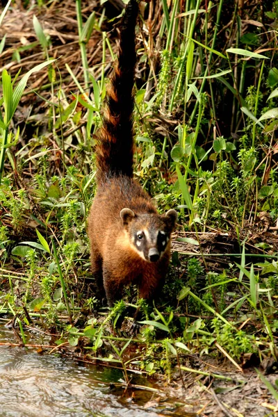 Coati animal visto no parque — Fotografia de Stock