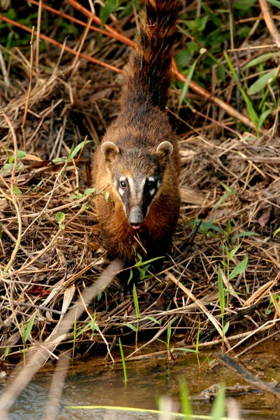 Coati djur sett i parken — Stockfoto