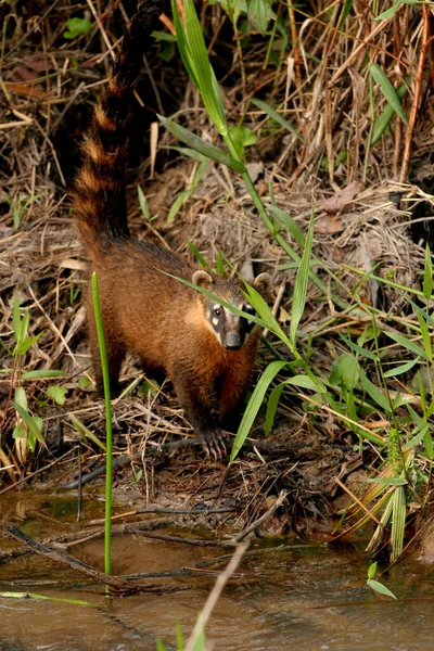 Coati animal visto no parque — Fotografia de Stock