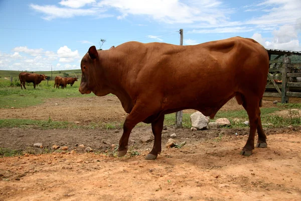 Rancho de gado — Fotografia de Stock