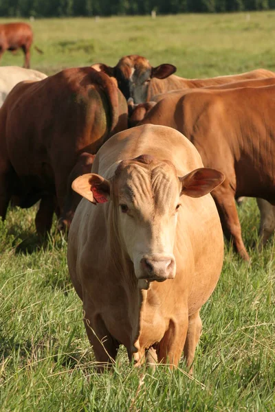 Boskapsranch — Stockfoto