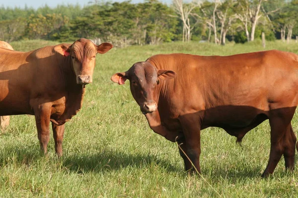 Ranczo dla bydła — Zdjęcie stockowe