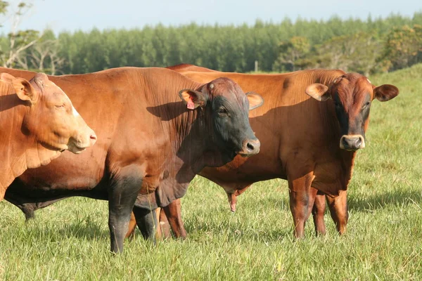 Cattle ranch — Stock Photo, Image