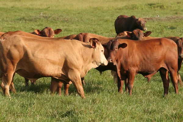 Rundveehouderij — Stockfoto