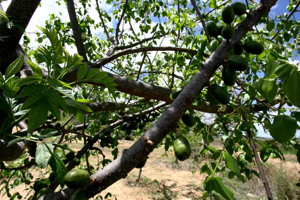 Fruitteelt in het achterland — Stockfoto