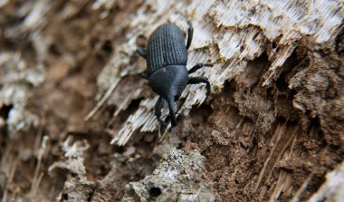 Ağaç gövdesinde beetle