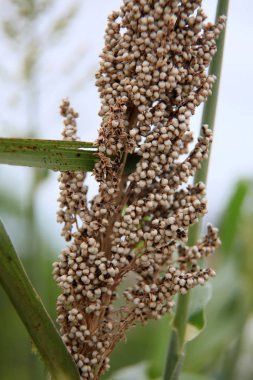 Bahia 'daki sorghum çiftliği.