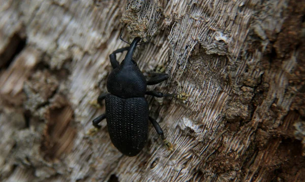 Beetle na pniu drzewa — Zdjęcie stockowe