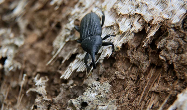 Beetle on tree trunk — Stock Photo, Image