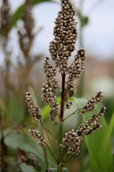 Plantación de sorgo en bahia —  Fotos de Stock