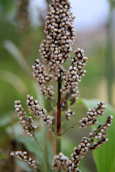 Plantación de sorgo en bahia —  Fotos de Stock