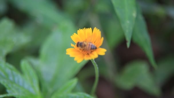 Salvador Bahia Barazil Febrero 2020 Abeja Recolectando Polen Jardín Flores — Vídeos de Stock