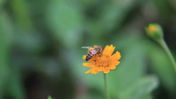 2020年2月8日 サルバドル市内の花畑でミツバチが花粉を集めるのが見られます — ストック動画