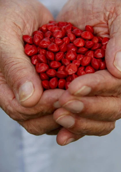 Hand hold seed — Stock Photo, Image