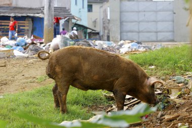 salvador, bahia / brazil - july 4 2013: Pig is seen loose on a public street in the Campinas de Brotas neighborhood in the city of Salvador.  clipart