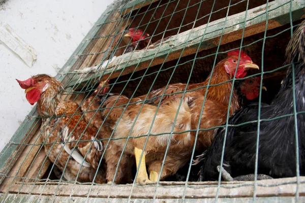 2013年4月18日 ブラジル バヒア州サルバドル市フェイラ ジョアキムで販売される鶏 — ストック写真