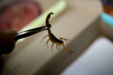 Itabuna, Bahia / Brezilya - 16 Haziran 2011: Itabuna şehrindeki Jacana Mahallesi 'nde insan akrep böceğini tutar.. 