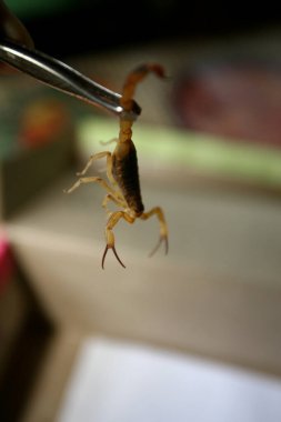 Itabuna, Bahia / Brezilya - 16 Haziran 2011: Itabuna şehrindeki Jacana Mahallesi 'nde insan akrep böceğini tutar.. 