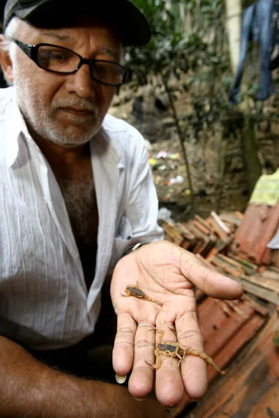 Itabuna Bahia Brazil June 2011 Man Hold Scorpion Insect Neighborhood — 图库照片