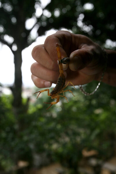 itabuna, bahia / brazil - 16 июня 2011 года: человек держит насекомое скорпиона в окрестностях Джаканы в городе Итабуна
. 